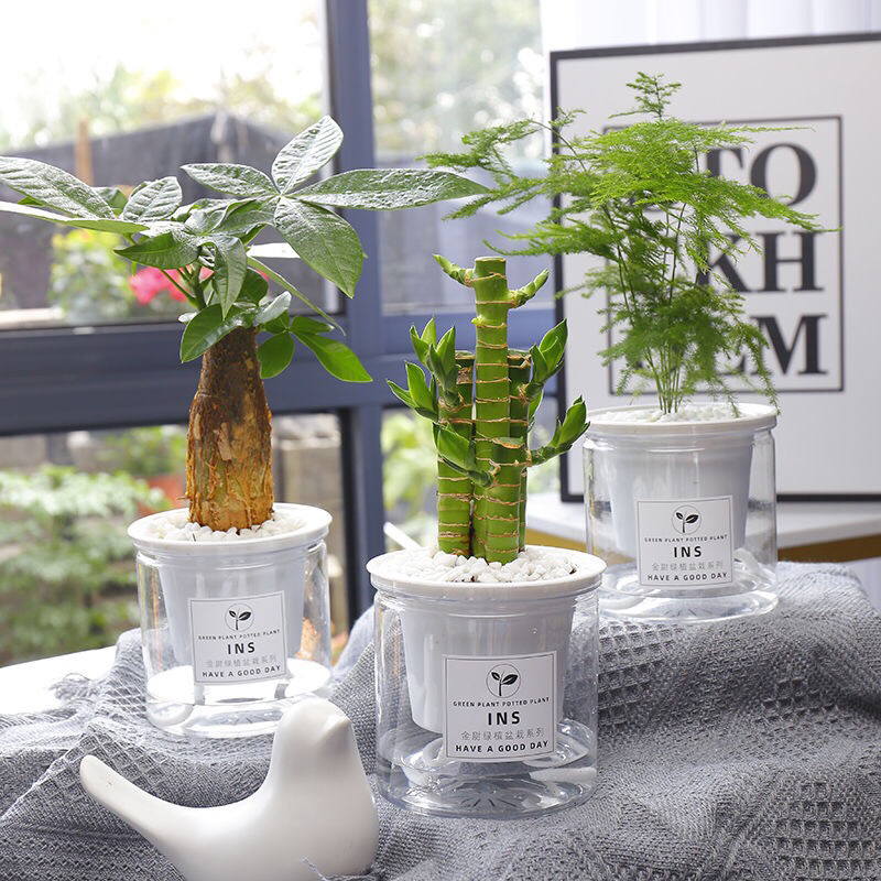 发财树盆栽室内客厅桌面绿植小盆景吸甲醛植物