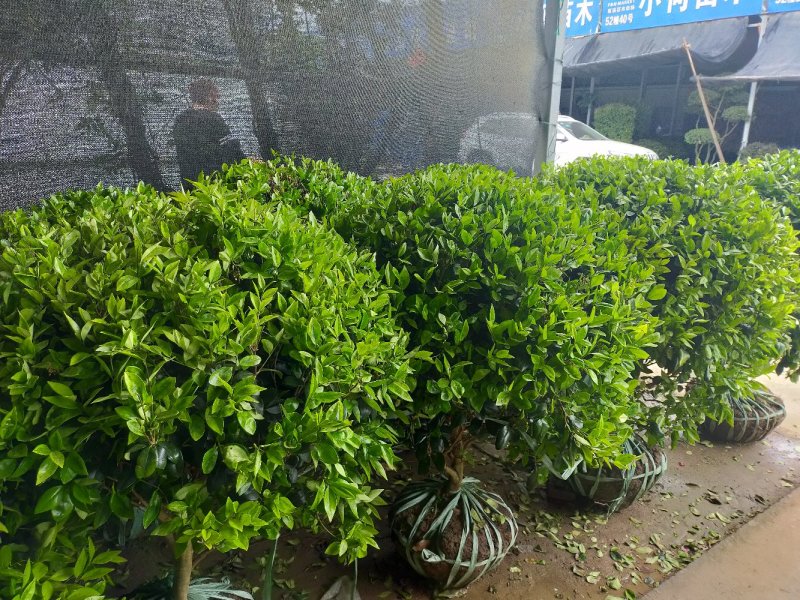 苗木直销，诚信为本，
