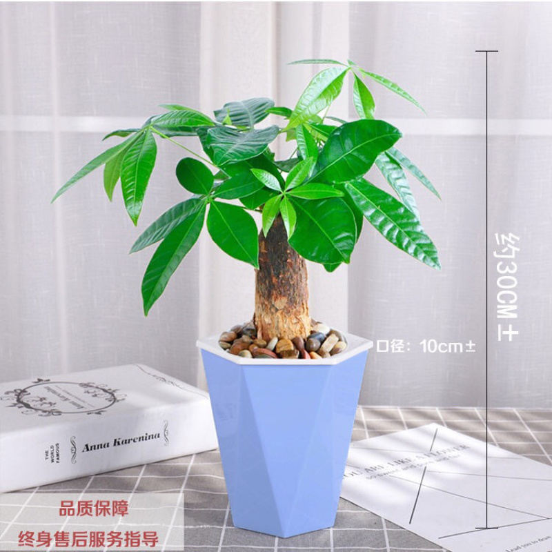 发财树盆栽室内客厅桌面绿植小盆景吸甲醛植物