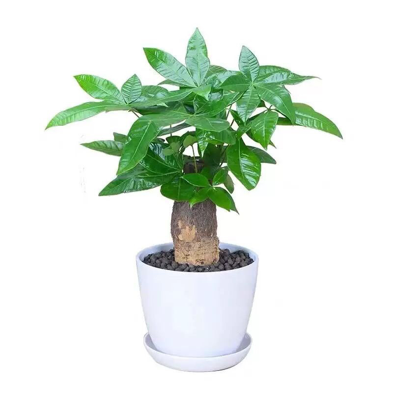 发财树盆栽室内客厅桌面绿植小盆景吸甲醛植物