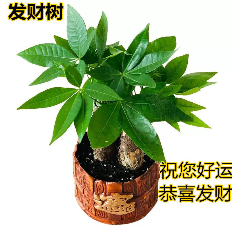 发财树盆栽室内客厅桌面绿植小盆景吸甲醛植物