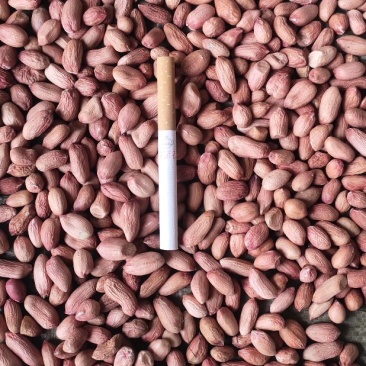 河南精品花生米，各种精选米，商品米，油料米，