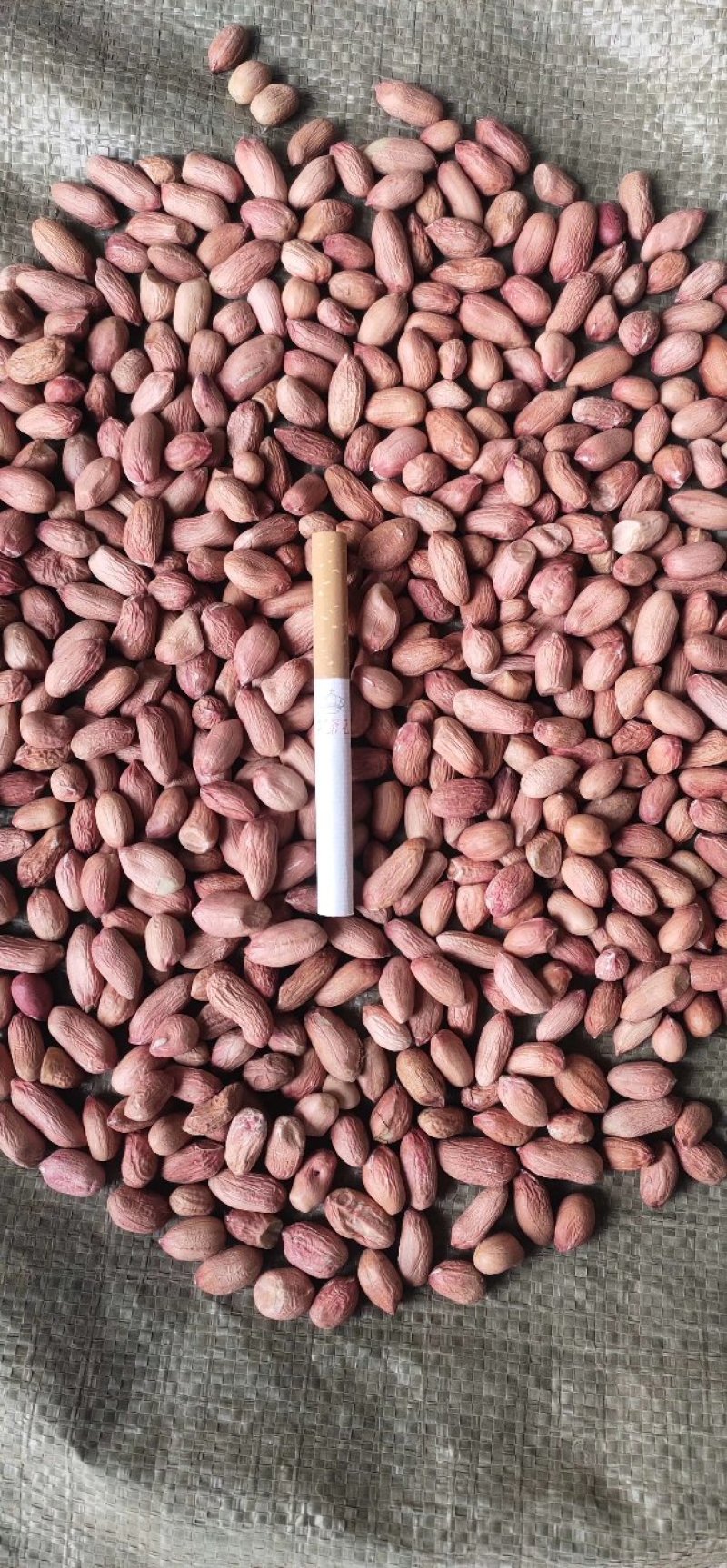 河南精品花生米，各种精选米，商品米，油料米，