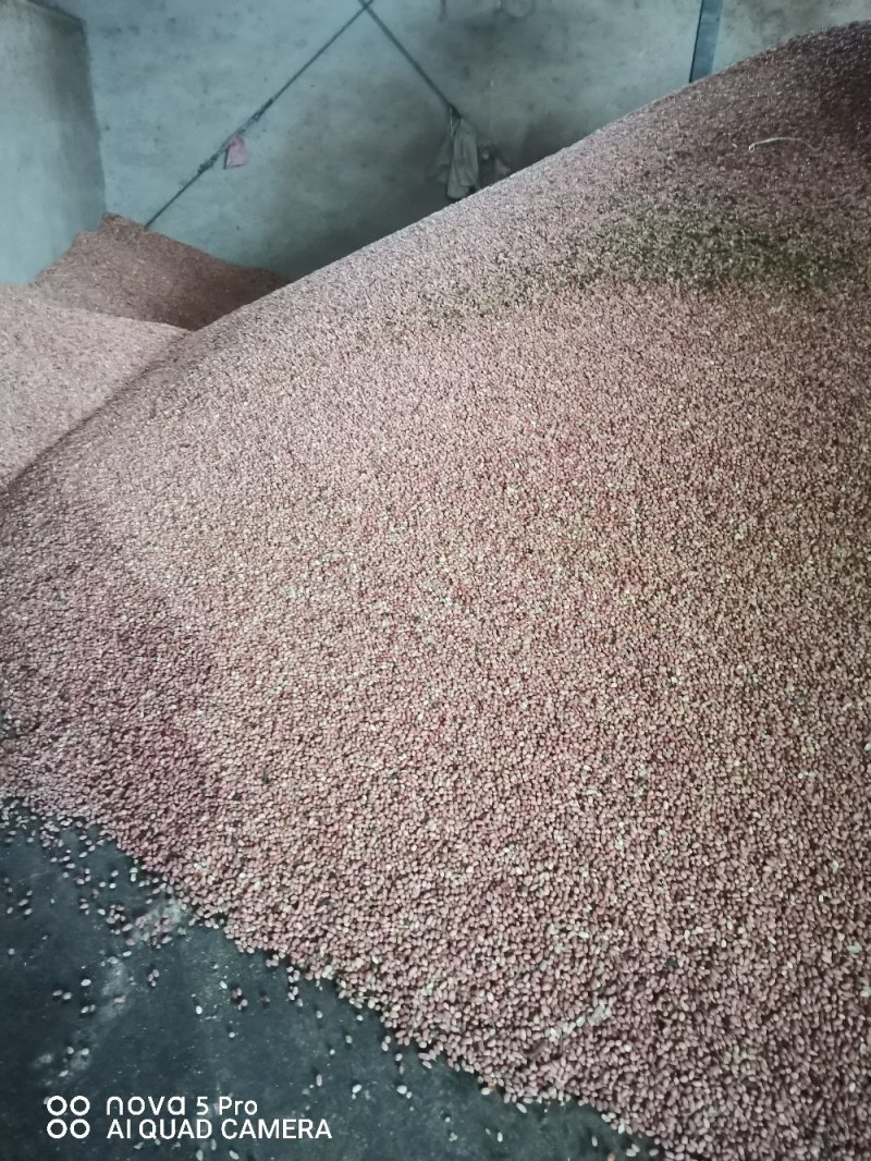 河南精品花生米，各种精选米，商品米，油料米，
