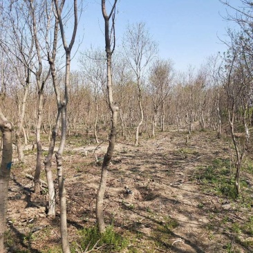 基地常年供应乌桕树乌桕树苗丛生乌桕价格优惠