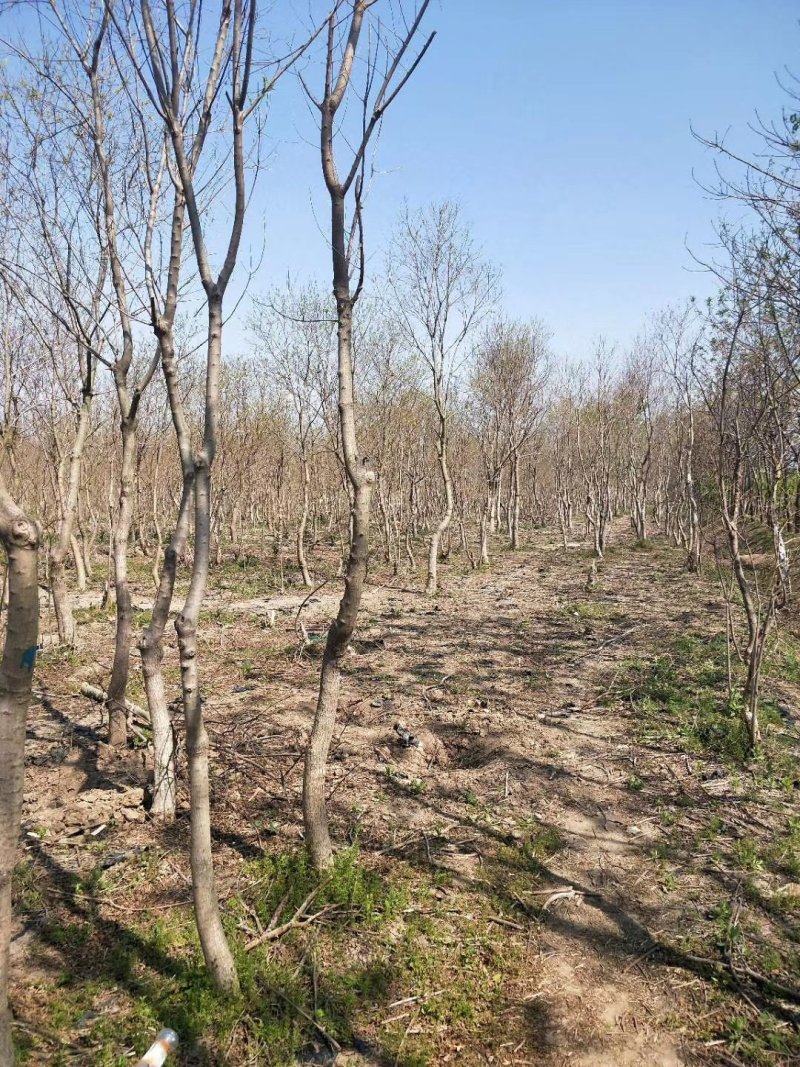 基地常年供应乌桕树乌桕树苗丛生乌桕价格优惠