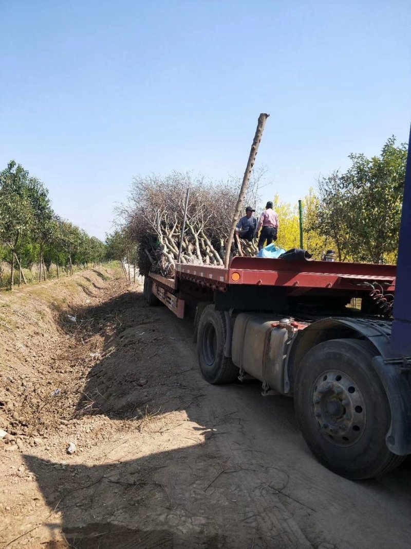 基地常年供应乌桕树乌桕树苗丛生乌桕价格优惠