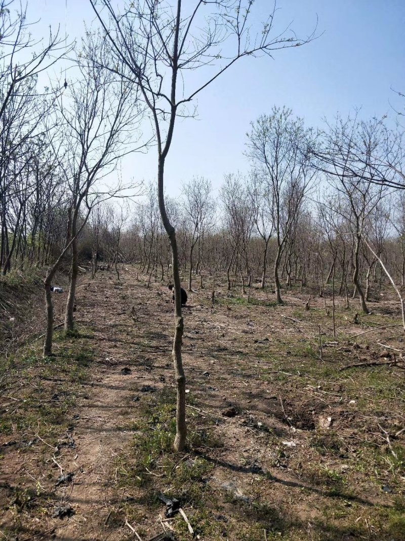 基地常年供应乌桕树乌桕树苗丛生乌桕价格优惠