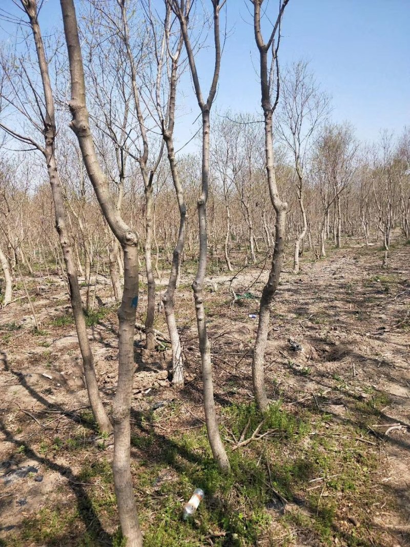 基地常年供应乌桕树乌桕树苗丛生乌桕价格优惠