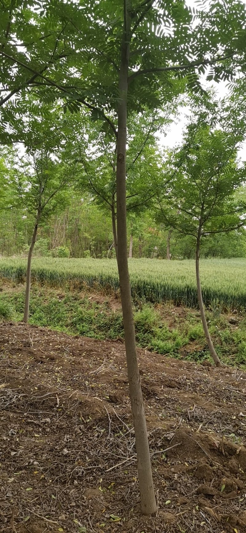 基地直供枫杨工程树燕柳树苗大小规格1公分～30公分