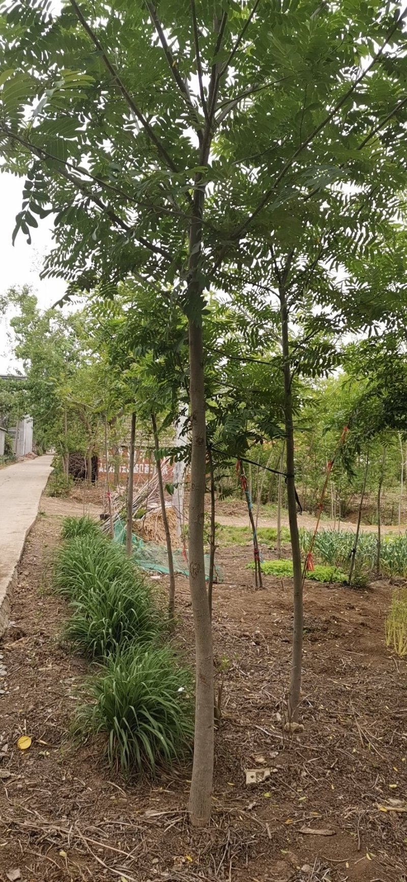 基地直供枫杨工程树燕柳树苗大小规格1公分～30公分