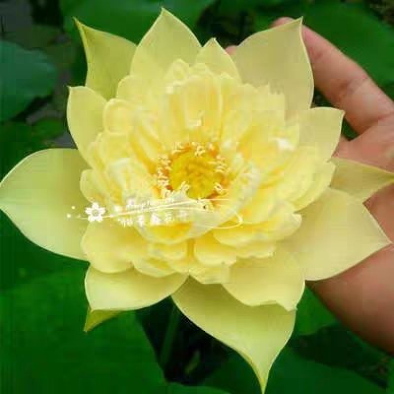 大型观赏荷花种藕苗莲藕种苗盆栽荷花种根苗荷花莲藕苗