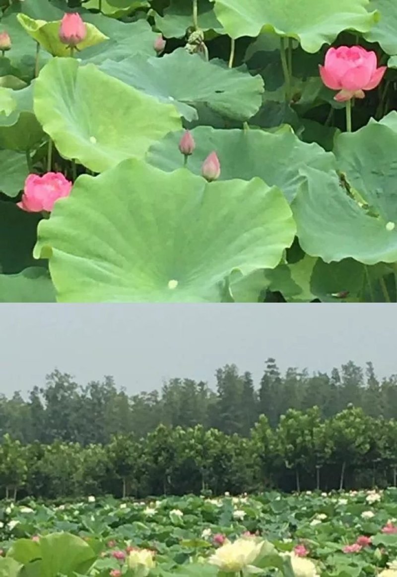 大型观赏荷花种藕苗莲藕种苗盆栽荷花种根苗荷花莲藕苗