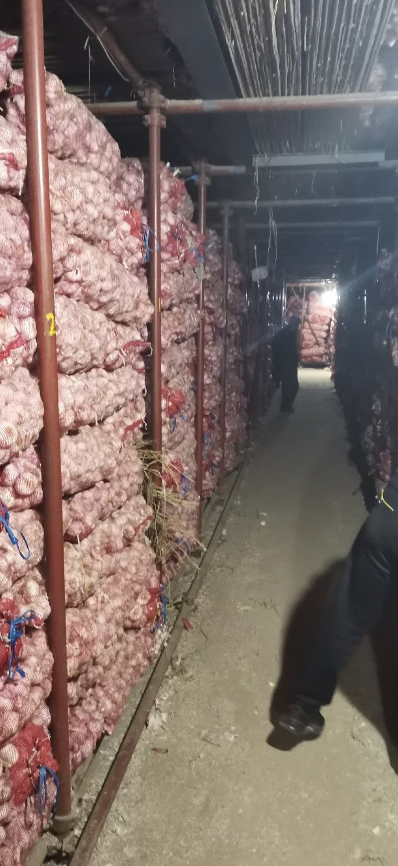 大蒜，产地河南各种规格支持一件代发，圆头快递售后有保障