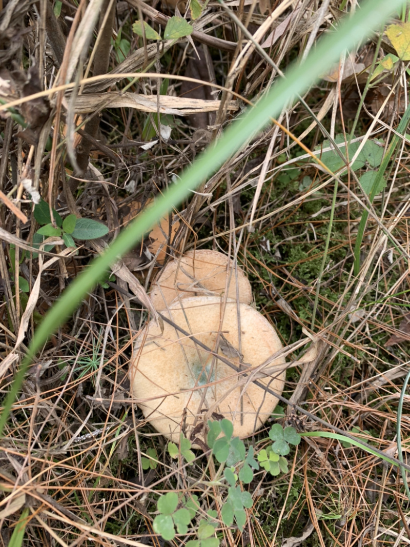 湘西大山上厚肉头野生枞树菌