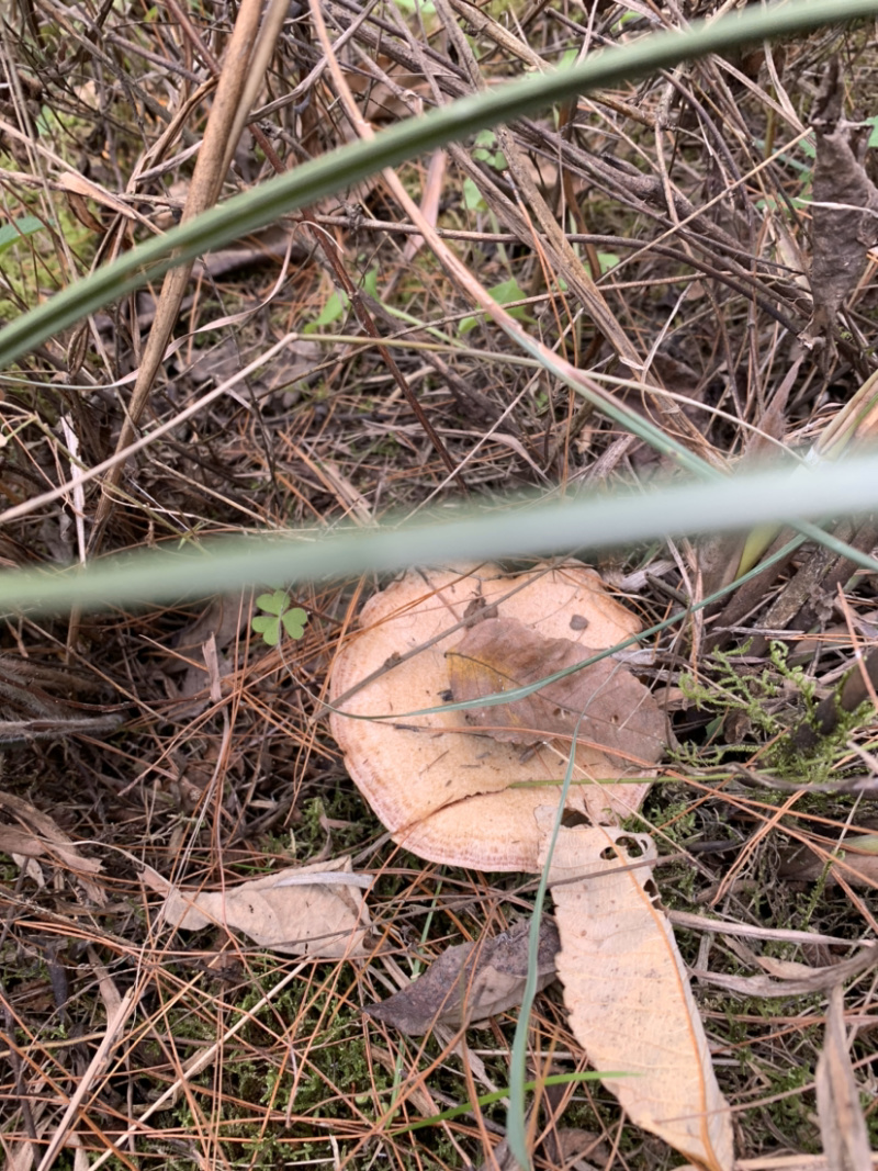 湘西大山上厚肉头野生枞树菌