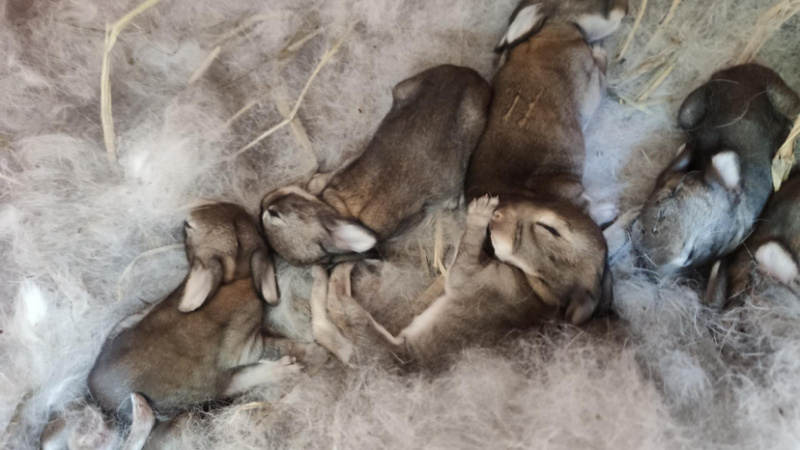 兔子苗活体养殖种苗繁殖种苗，广西兔子湖南兔子江西兔子
