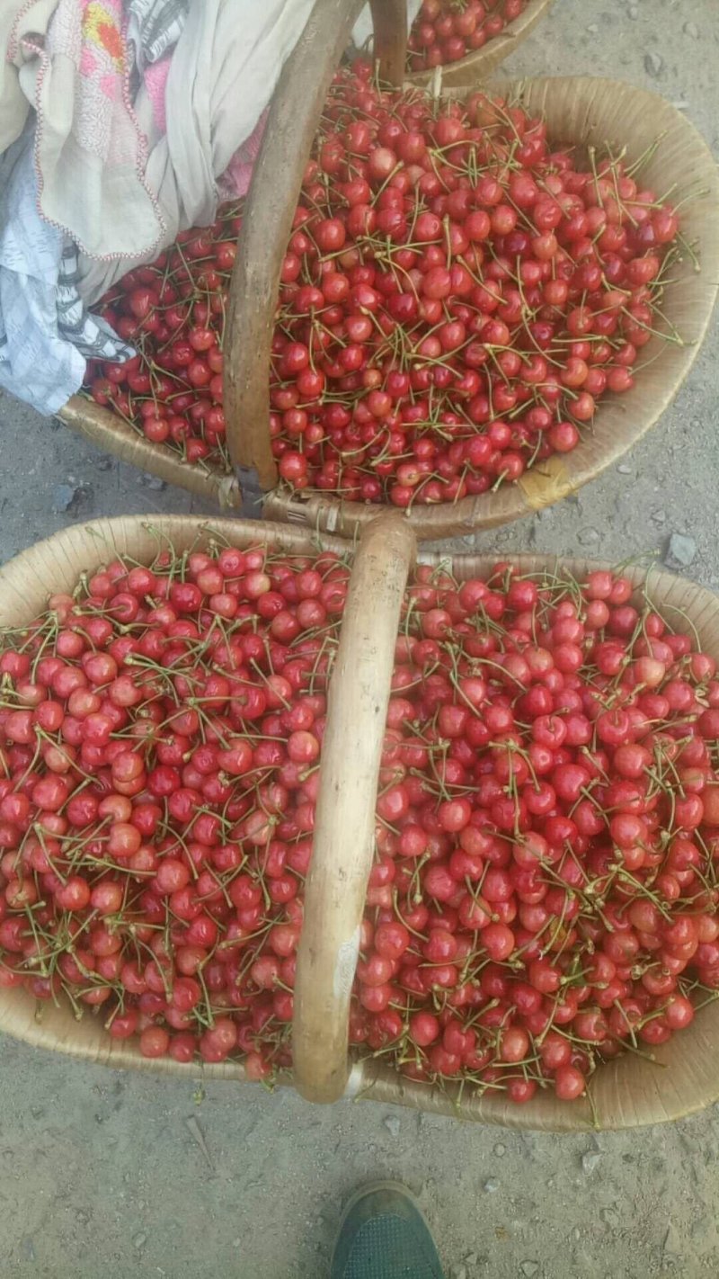 樱桃，美早