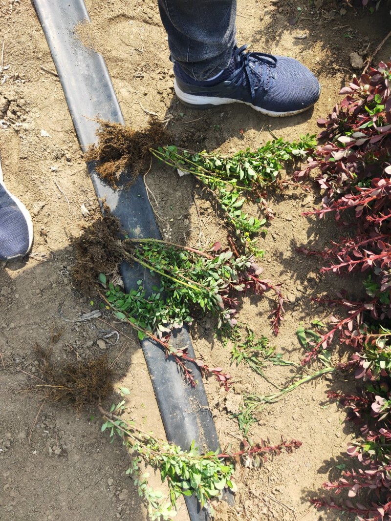 苏北培育出来的带刺红叶小檗海量30-60高