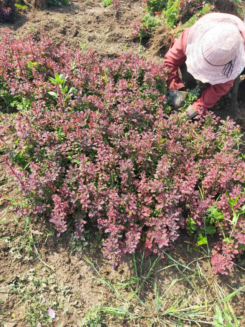 苏北培育出来的带刺红叶小檗海量30-60高