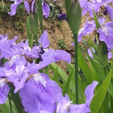 蓝花鸢尾兰苗马兰花苗庭院别墅花园植物盆栽草本地栽多年生