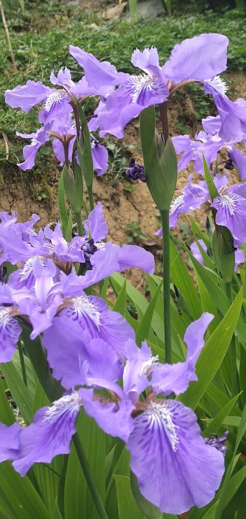 蓝花鸢尾兰苗马兰花苗庭院别墅花园植物盆栽草本地栽多年生
