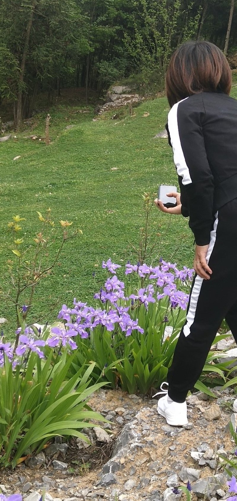 蓝花鸢尾兰苗马兰花苗庭院别墅花园植物盆栽草本地栽多年生