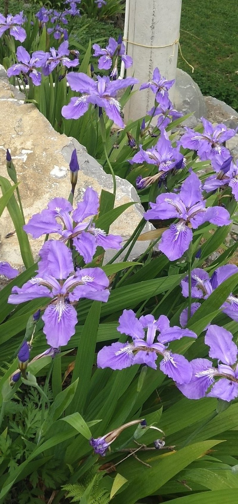 蓝花鸢尾兰苗马兰花苗庭院别墅花园植物盆栽草本地栽多年生