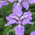 蓝花鸢尾兰苗马兰花苗庭院别墅花园植物盆栽草本地栽多年生