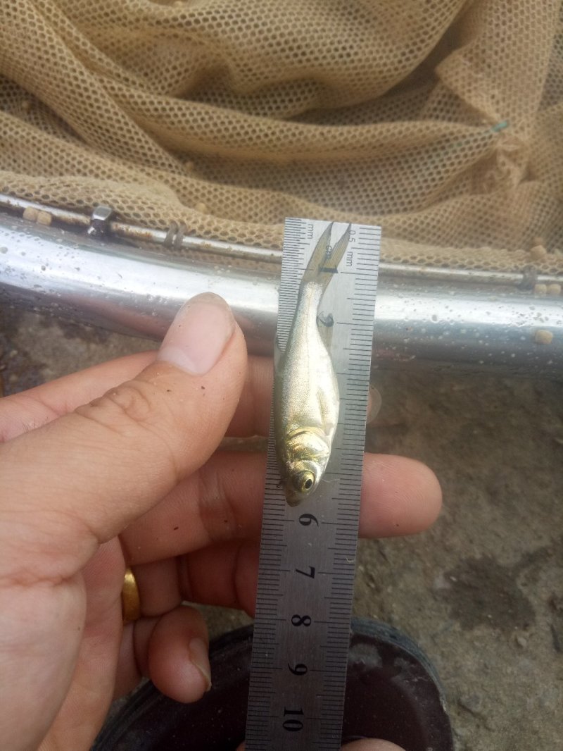 《全国发货》花鲢鱼苗花身大头鱼苗鳙鱼花