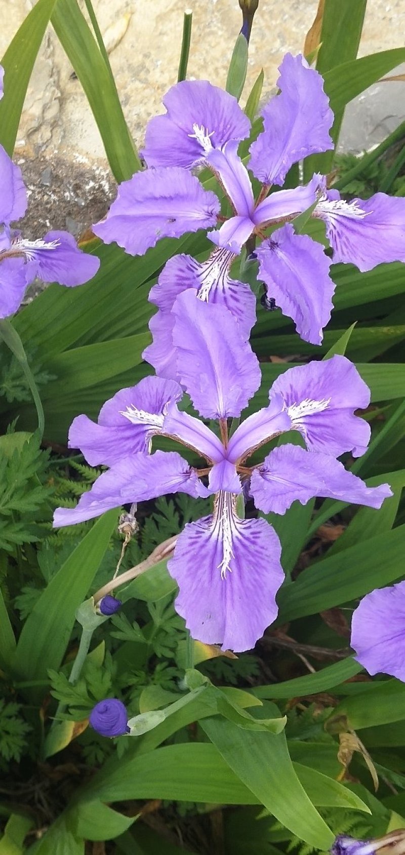 蓝花鸢尾兰苗马兰花苗庭院别墅花园植物盆栽草本地栽多年生