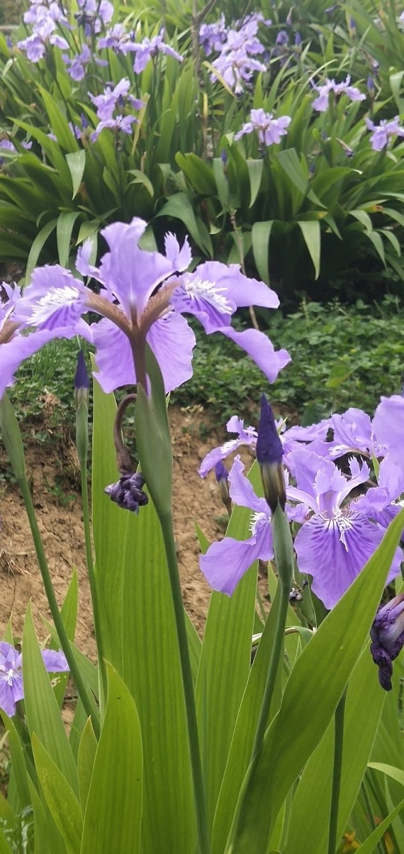 蓝花鸢尾兰苗马兰花苗庭院别墅花园植物盆栽草本地栽多年生