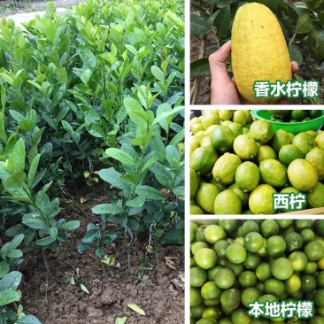 柠檬苗盆栽带果柠檬果树苗南方北方种植阳台庭院当年结果柠檬