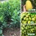 柠檬苗盆栽带果柠檬果树苗南方北方种植阳台庭院当年结果柠檬