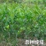 柠檬苗盆栽带果柠檬果树苗南方北方种植阳台庭院当年结果柠檬