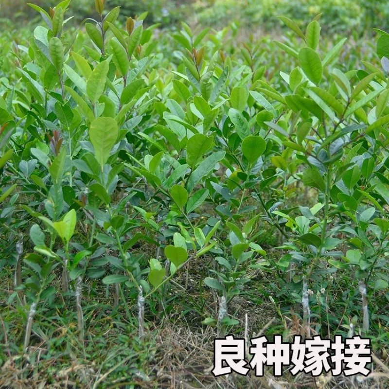 柠檬苗盆栽带果柠檬果树苗南方北方种植阳台庭院当年结果柠檬