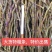 【产地直销】高品质浙江品种，饱满、胶好、化渣石斛干条