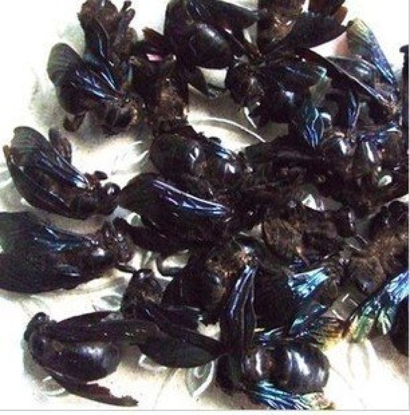 竹蜂，常年批发供应冷背中药材竹蜂，量大从优货真价实