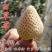 四季草莓苗南北方阳台种植果树苗当年结果奶油红颜草莓