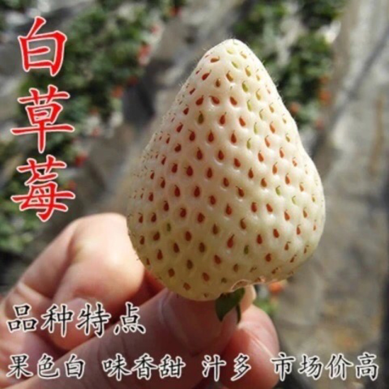 四季草莓苗南北方阳台种植果树苗当年结果奶油红颜草莓