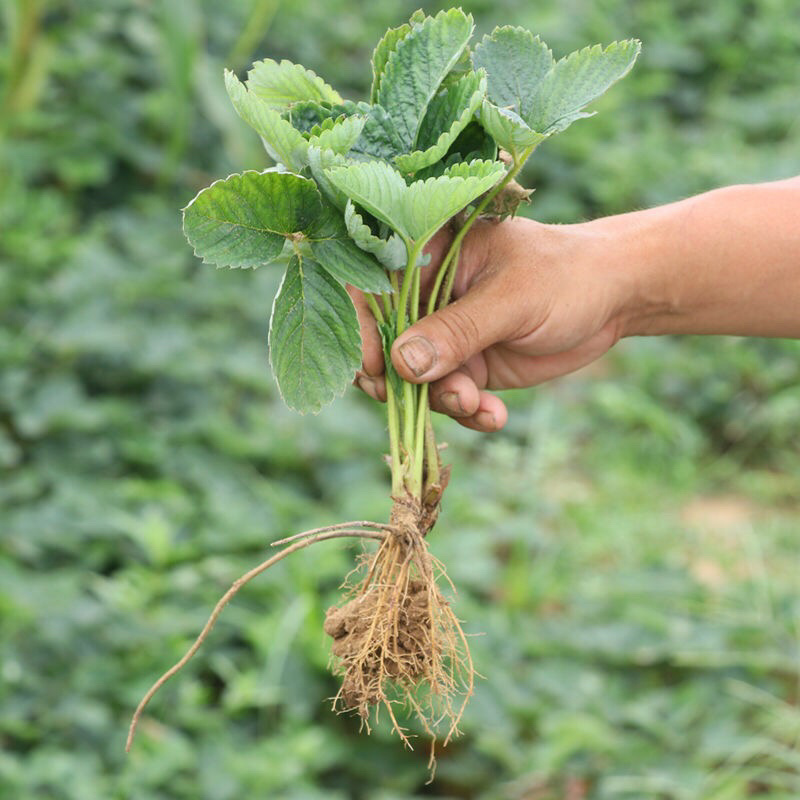 四季草莓苗南北方阳台种植果树苗当年结果奶油红颜草莓