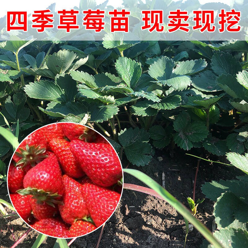 四季草莓苗南北方阳台种植果树苗当年结果奶油红颜草莓