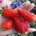 四季草莓苗南北方阳台种植果树苗当年结果奶油红颜草莓