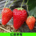 四季草莓苗南北方阳台种植果树苗当年结果奶油红颜草莓