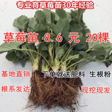 四季草莓苗南北方阳台种植果树苗当年结果奶油红颜草莓