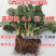 四季草莓苗南北方阳台种植果树苗当年结果奶油红颜草莓