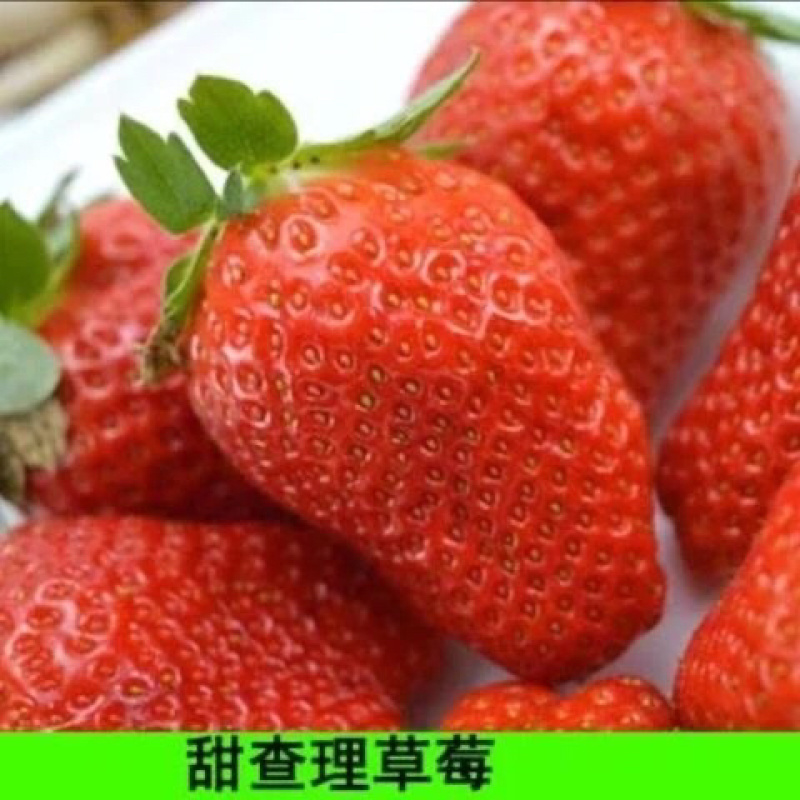 四季草莓苗南北方阳台种植果树苗当年结果奶油红颜草莓