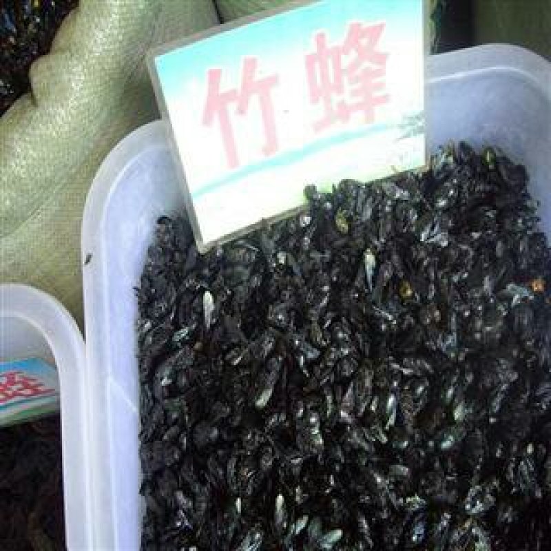 竹蜂，常年批发供应冷背中药材竹蜂