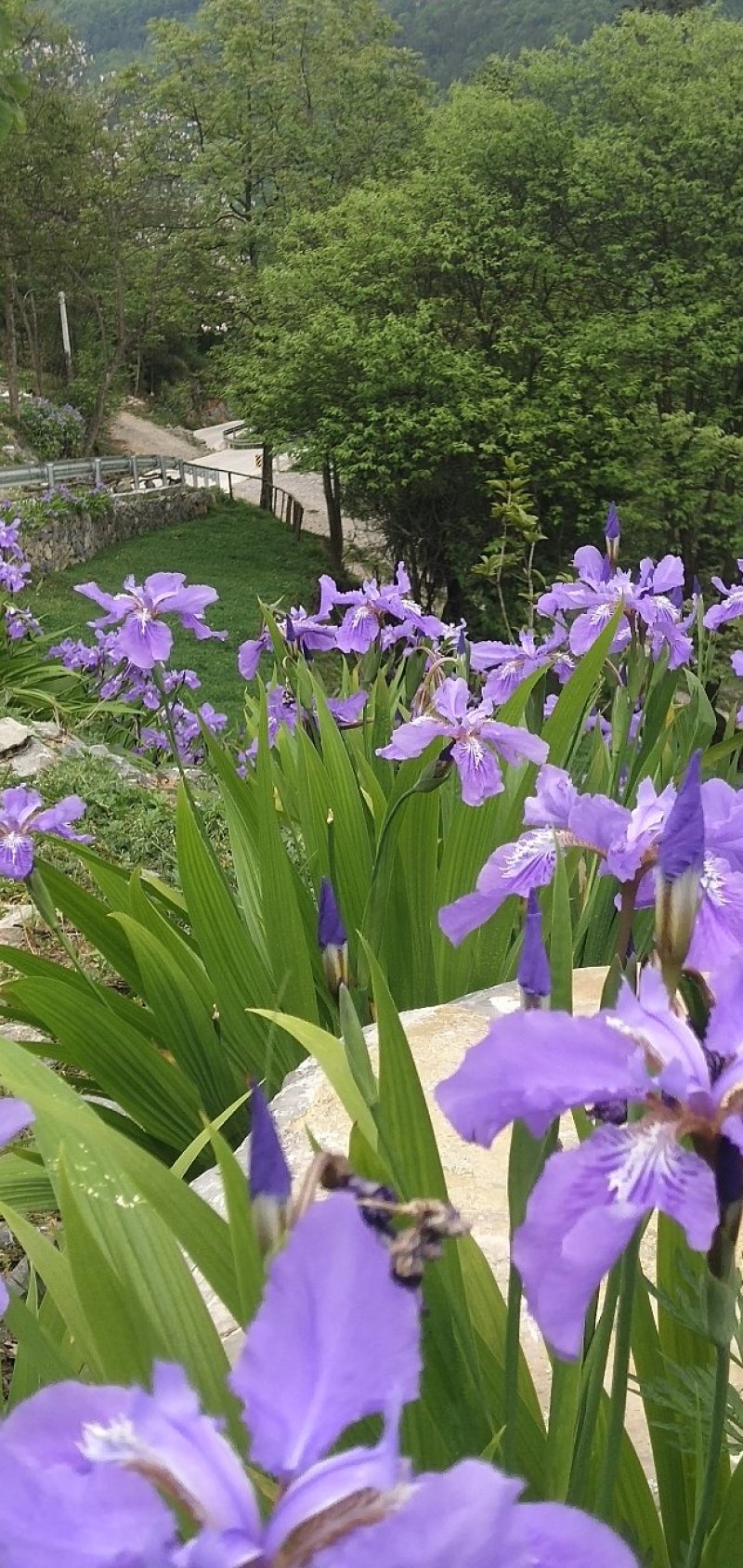 蓝花鸢尾兰苗马兰花苗庭院别墅花园植物盆栽草本地栽多年生