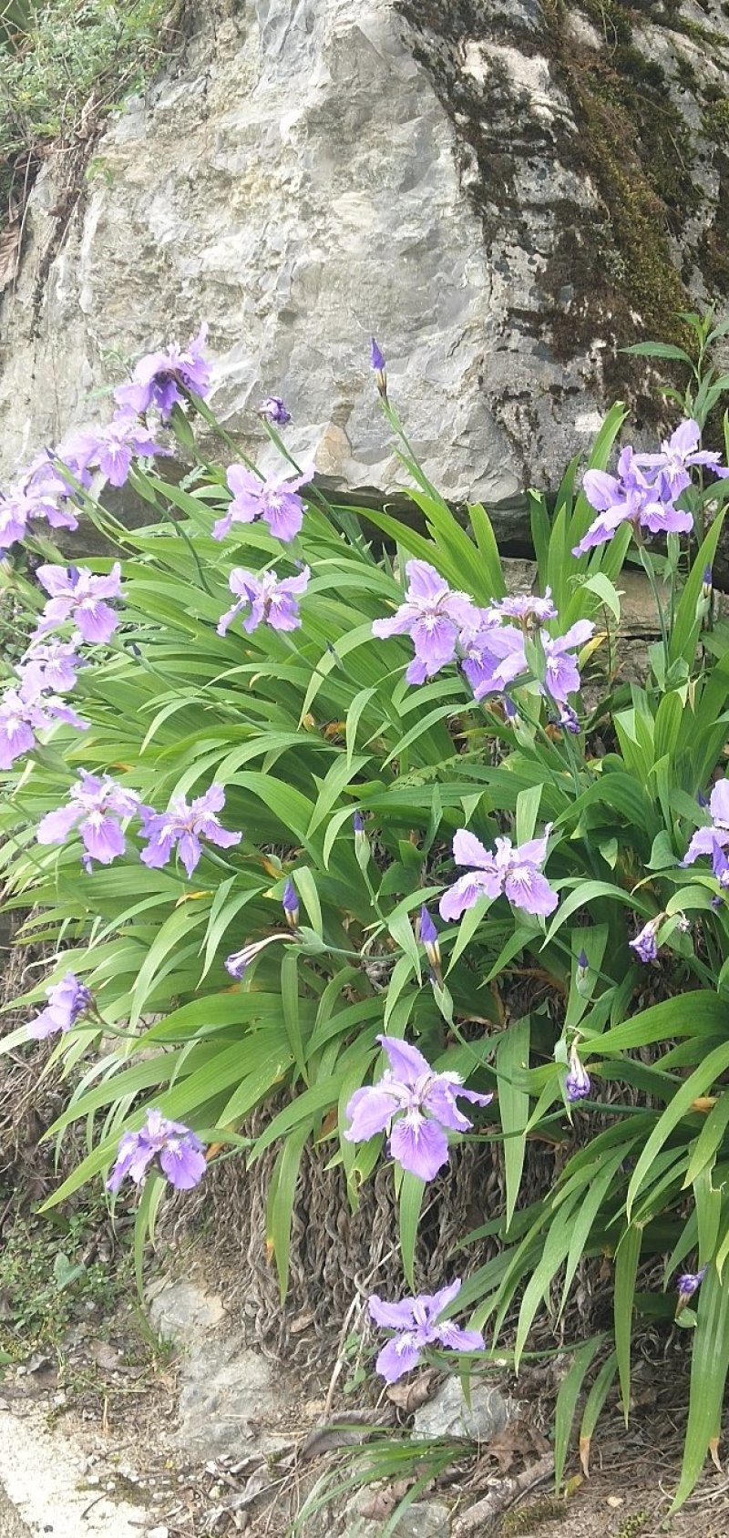 蓝花鸢尾兰苗马兰花苗庭院别墅花园植物盆栽草本地栽多年生